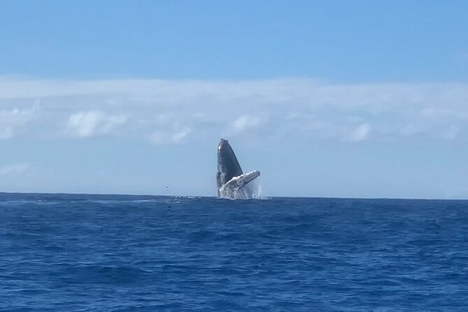 Humpback Whale and Dolphin Watch in Kona - The Kona coast is part of the attraction