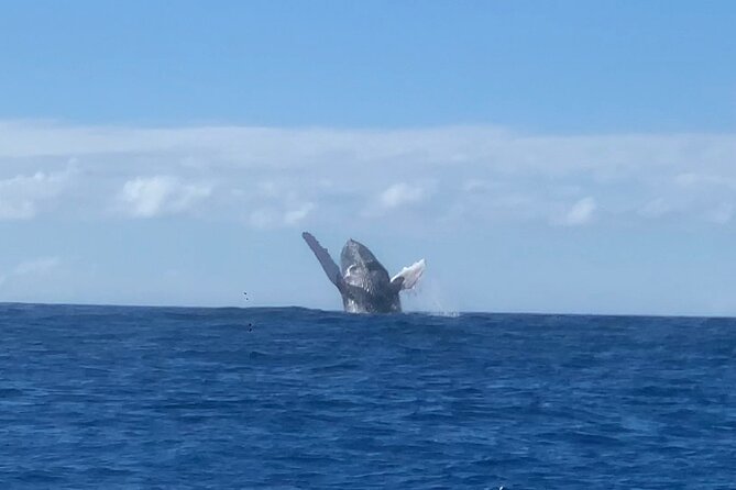 Humpback Whale and Dolphin Watch in Kona - The guides make a big difference