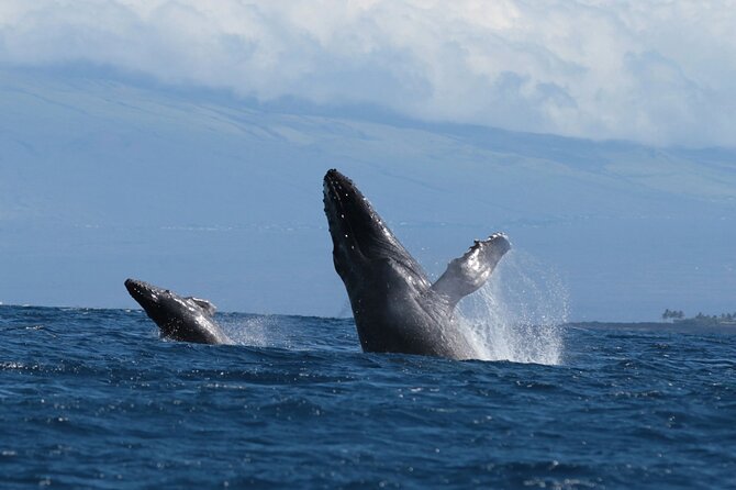 Humpback Whale and Dolphin Watch in Kona - Group size, comfort, and the ride