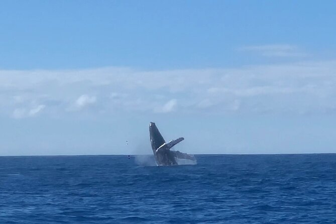 Humpback Whale and Dolphin Watch in Kona - Is $109 a fair price?