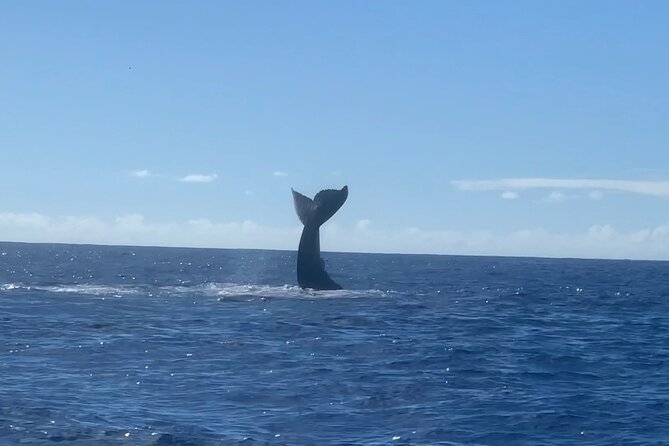 Humpback Whale and Dolphin Watch in Kona - Check-in and practical planning