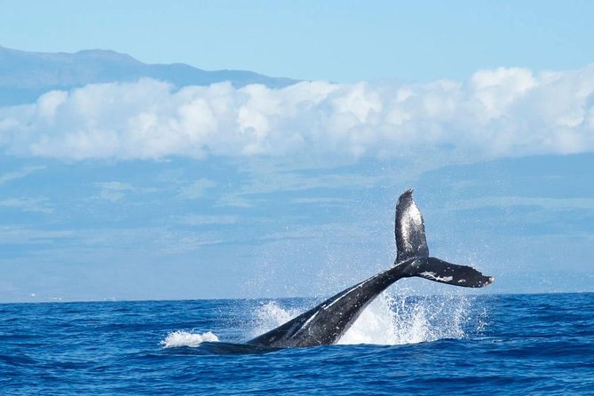 Humpback Whale and Dolphin Watch in Kona - Watching humpbacks from a respectful distance