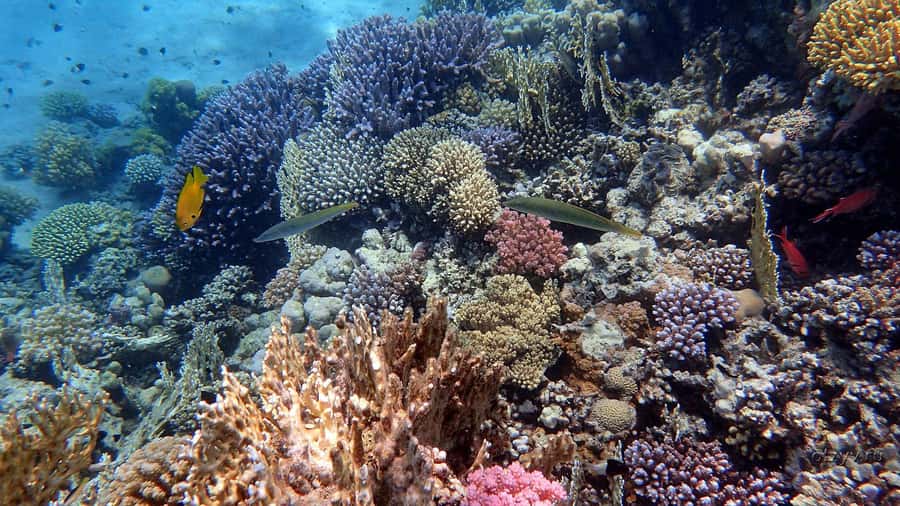 Hurghada: 1 day DIVING Refrechment, Check Dives and Dolphins - What the seven-hour schedule is likely to feel like