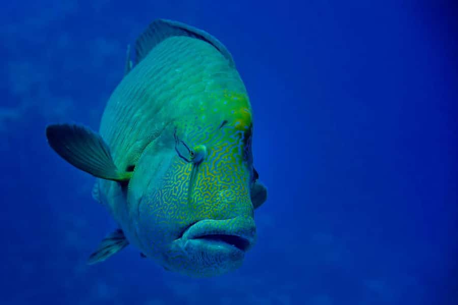 Hurghada: 3 Islands, Dolphins & Snorkel Yacht Trip w/ Lunch - Magawish: a quieter final island stop