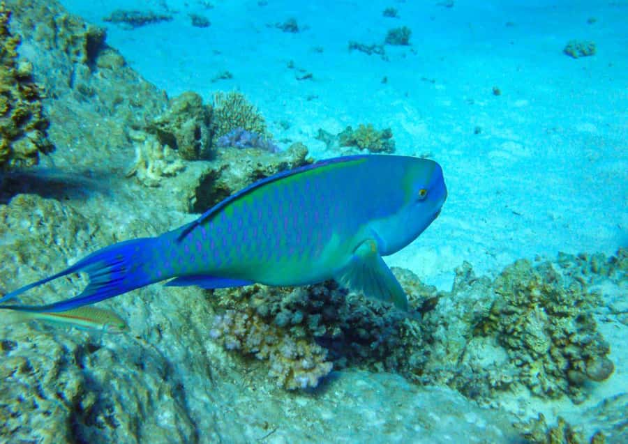Hurghada: 3 Islands, Dolphins & Snorkel Yacht Trip w/ Lunch - Weather, clothing and comfort