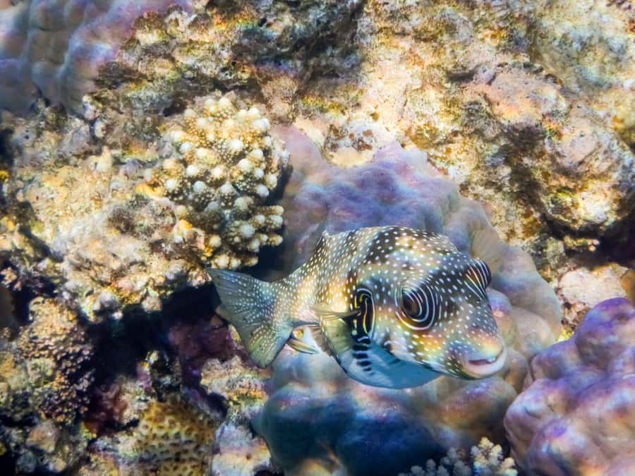 Hurghada: 3 Islands, Dolphins & Snorkel Yacht Trip w/ Lunch - Who should book this trip?