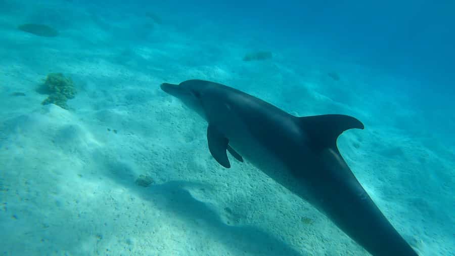 Hurghada: 3 Islands, Dolphins & Snorkel Yacht Trip w/ Lunch - Hotel pickup and the early start