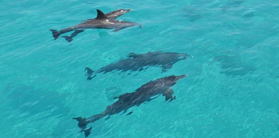 Hurghada: 4 Days Tour Horse, Camel, Spa, ATV, Jeep & Dolphin - Four days, six ways to see Hurghada