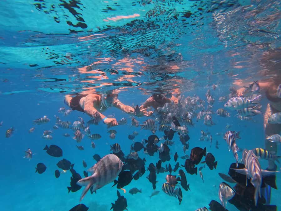 Hurghada: 4 Island Hopping Tour Dolphin, Snorkeling & Lunch - Speedboat transport keeps the day moving