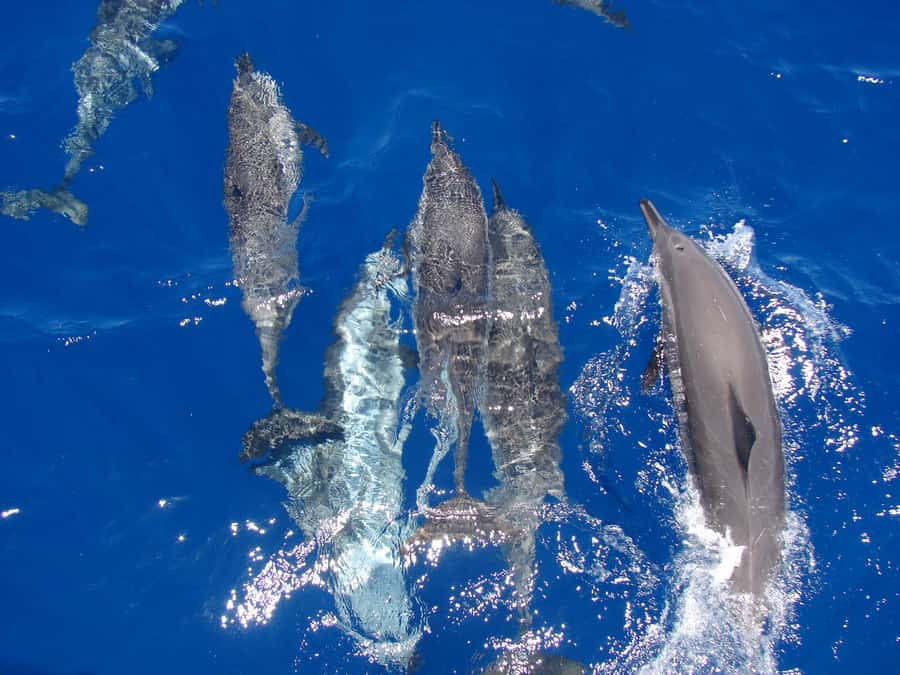 Hurghada: All-Inclusive Elite VIP Dolphin House & Massage - Key points to know before booking