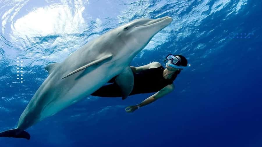 Hurghada: All-Inclusive Elite VIP Dolphin House & Massage - Dolphin House is exciting because it is not a dolphin show