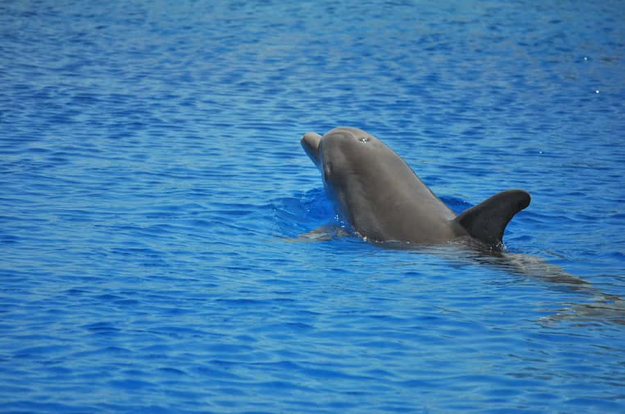 Hurghada: All-Inclusive Elite VIP Dolphin House & Massage - Breakfast on the way to the reef