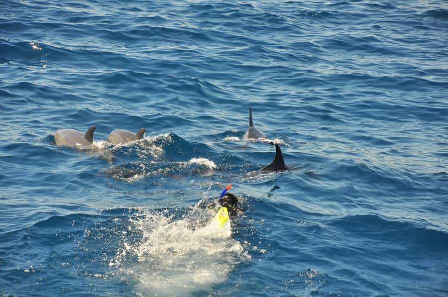 Hurghada: All-Inclusive Elite VIP Dolphin House & Massage - Two coral stops show why the Red Sea matters