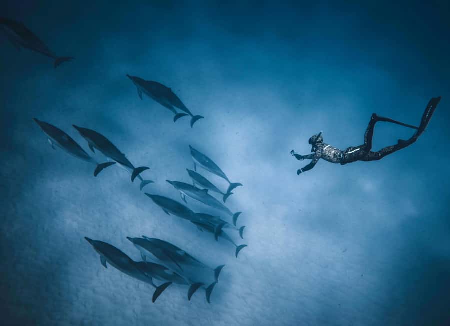 Hurghada: All-Inclusive Elite VIP Dolphin House & Massage - Is $45 a good value?