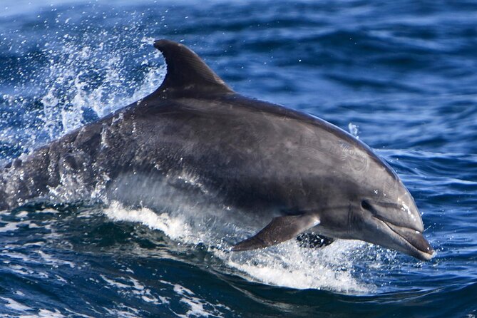 Hurghada Boat Trip to See Dolphins With Snorkeling and Lunch - What the $14 price really includes