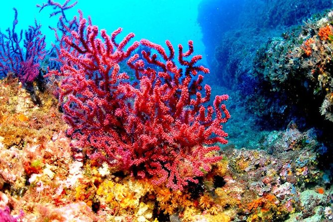 Hurghada Boat Trip to See Dolphins With Snorkeling and Lunch - Who should book this Hurghada boat trip?