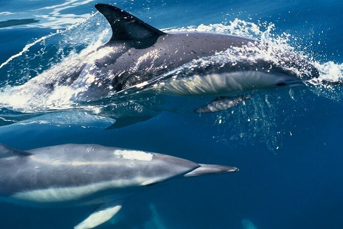 Hurghada Boat Trip to See Dolphins With Snorkeling and Lunch - My booking advice