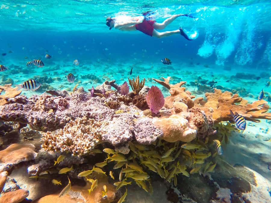 Hurghada: Day Snorkeling with Dolphins - First stop: the search for dolphins
