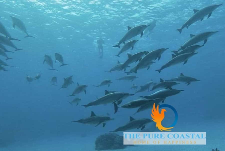 Hurghada: Day Snorkeling with Dolphins - A final buoy ride keeps the day light