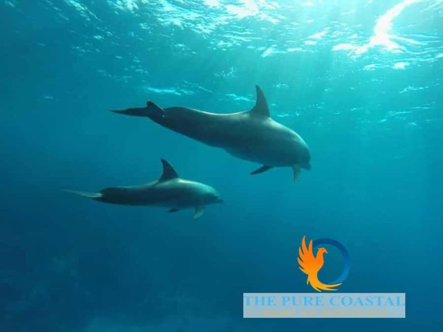 Hurghada: Day Snorkeling with Dolphins - Lunch, drinks, and what costs extra