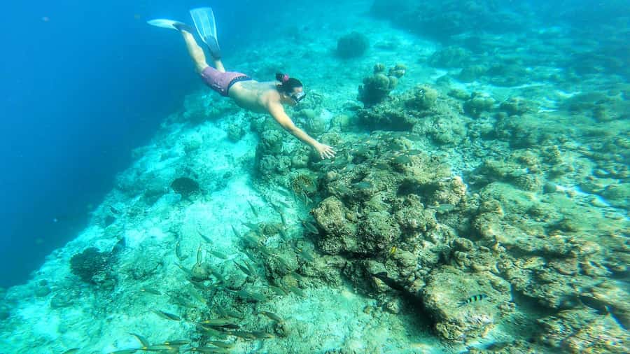 Hurghada: Day Snorkeling with Dolphins - What the day feels like for beginners and strong swimmers