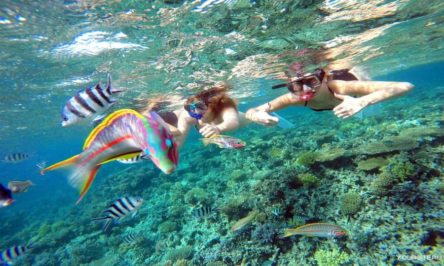 Hurghada: Day Snorkeling with Dolphins - The small details that affect your experience