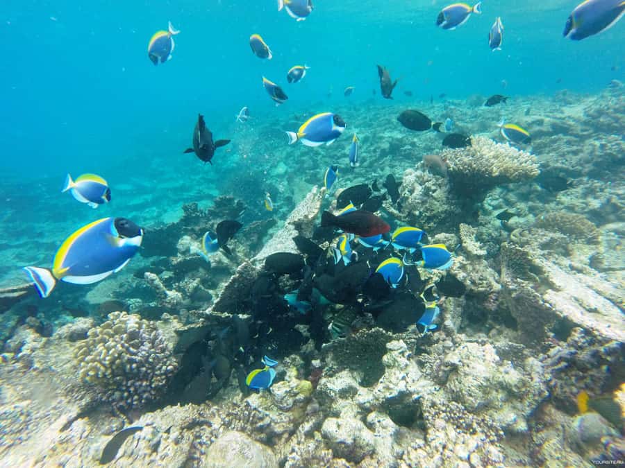 Hurghada: Day Snorkeling with Dolphins - The boat day starts at the marina