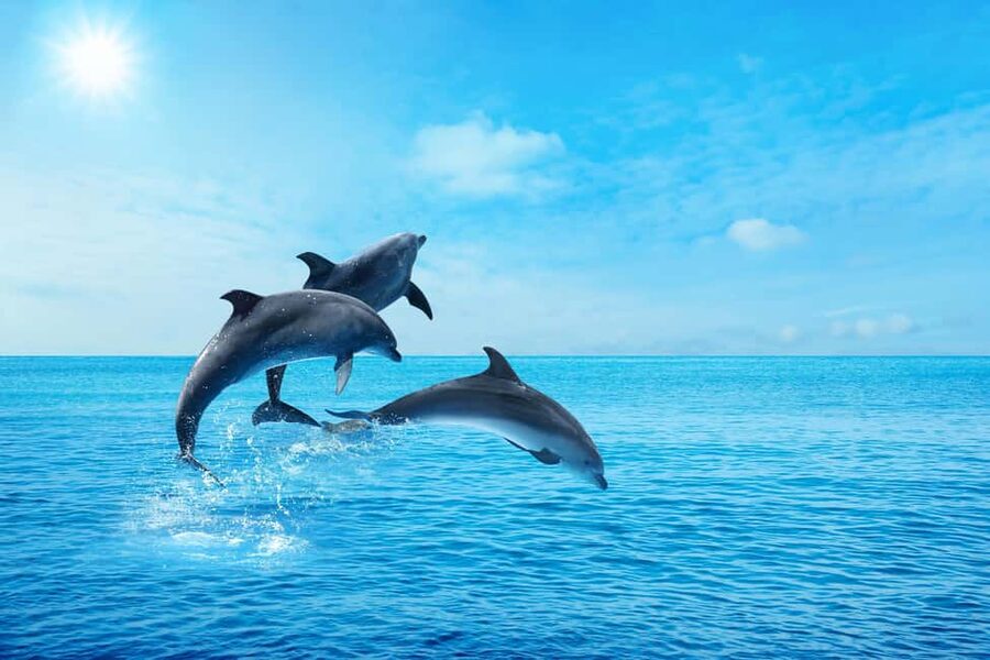 Hurghada: Dolphin & Coral Reef Snorkeling Tour with Lunch - Crew Service and First-Time Snorkeling