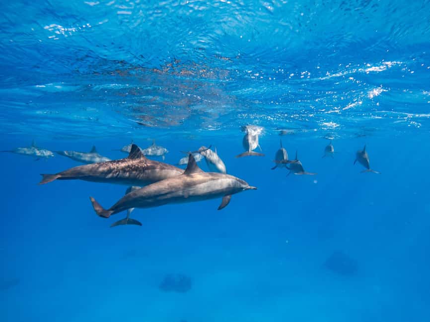 Hurghada: Dolphin & Coral Reef Snorkeling Tour with Lunch - Should You Book the Hurghada Dolphin and Snorkeling Tour?