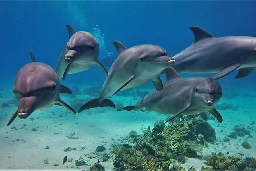 Hurghada: Dolphin & Coral Reef Snorkeling Tour with Lunch - Searching for Dolphins in Open Water