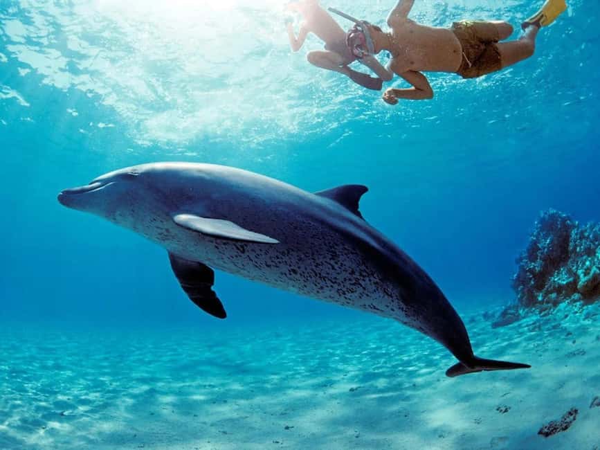 Hurghada: Dolphin Cruise with Snorkeling & Buffet Lunch - Banana boat and sofa boat rides