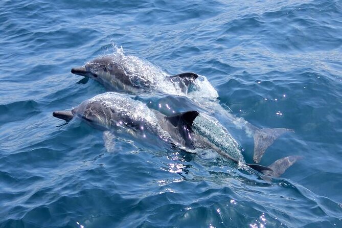 Hurghada Dolphin House: Full-Day Snorkeling & Boat Experience - Key points at a glance