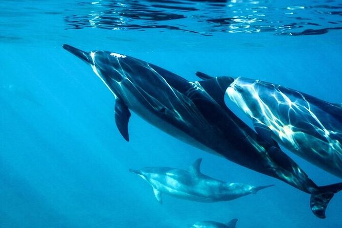 Hurghada Dolphin House: Full-Day Snorkeling & Boat Experience - Snorkeling around coral and fish