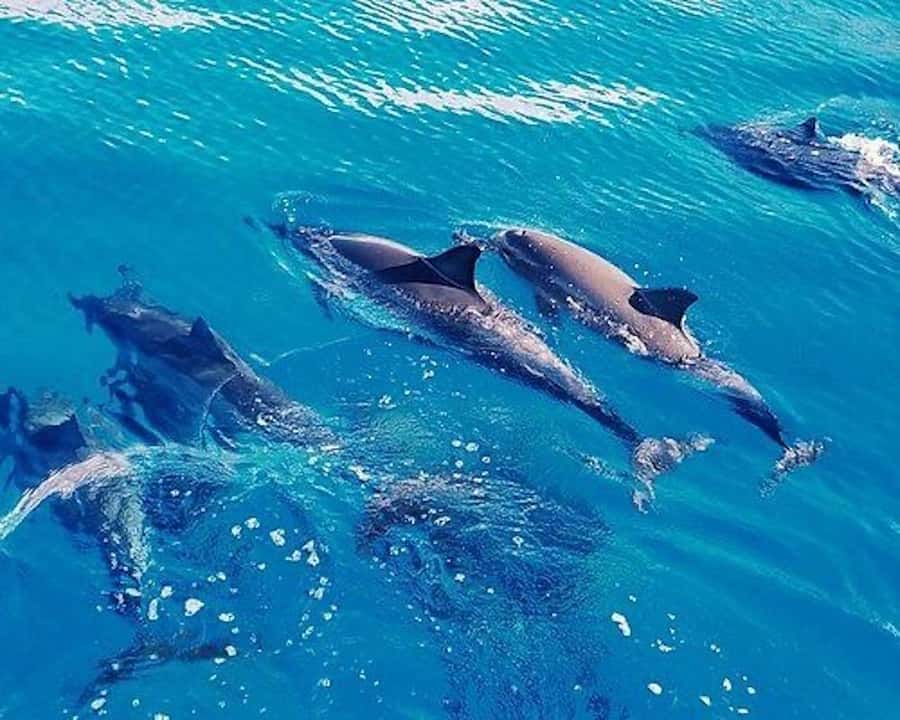 Hurghada: Dolphin House & Water sports Banana by Speedboat - Searching for dolphins at Sataya Reef
