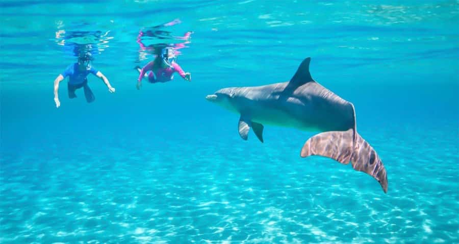 Hurghada: Dolphin watch Cruise with optional pickup - The real attraction: reefs first, dolphins second