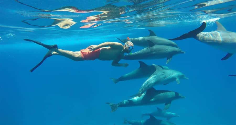 Hurghada: Dolphin watch Cruise with optional pickup - From Hurghada Marina to the open Red Sea