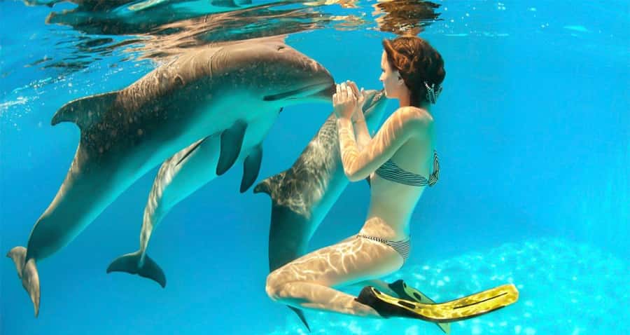 Hurghada: Dolphin watch Cruise with optional pickup - Dolphin House and the limits of wildlife watching