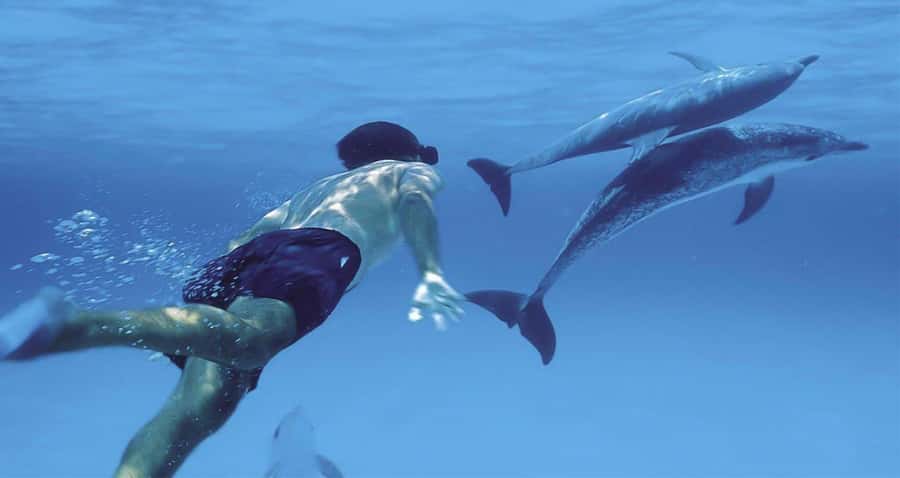 Hurghada: Dolphin watch Cruise with optional pickup - Lunch, drinks, and life aboard the yacht