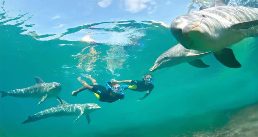 Hurghada: Dolphin watch Cruise with optional pickup - Is $32 good value?