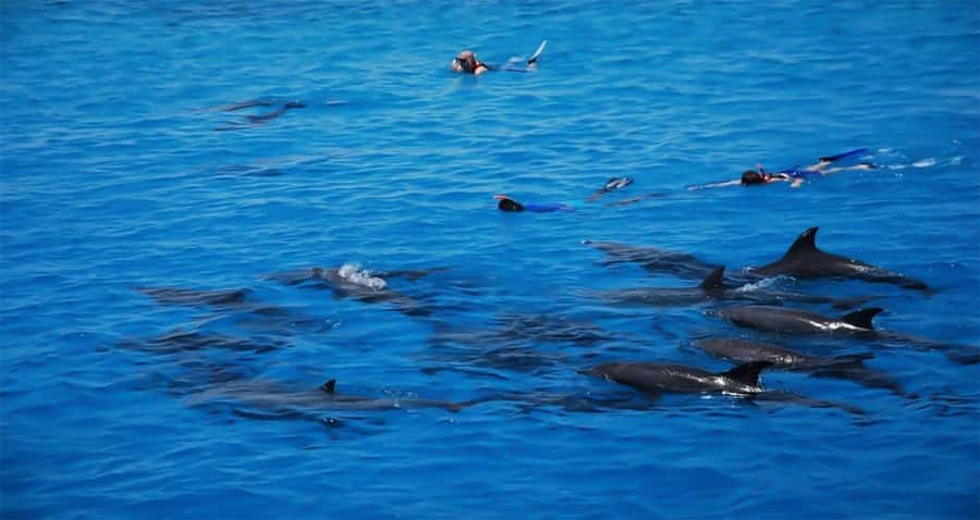 Hurghada: Dolphin watch Cruise with optional pickup - Service, languages, and what to expect from the crew