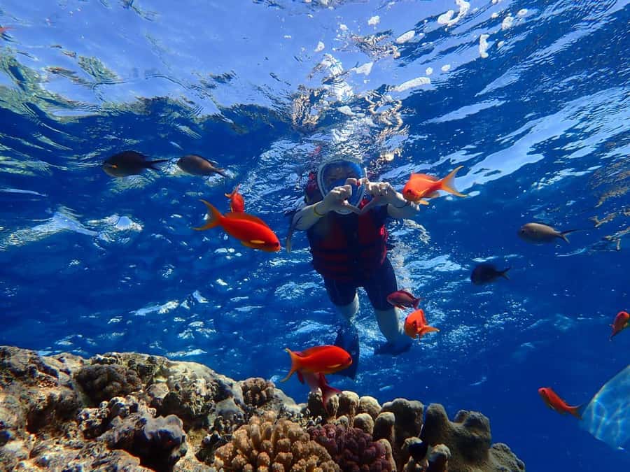 Hurghada: Dolphin watch Cruise with optional pickup - Should you book the Hurghada dolphin watch cruise?