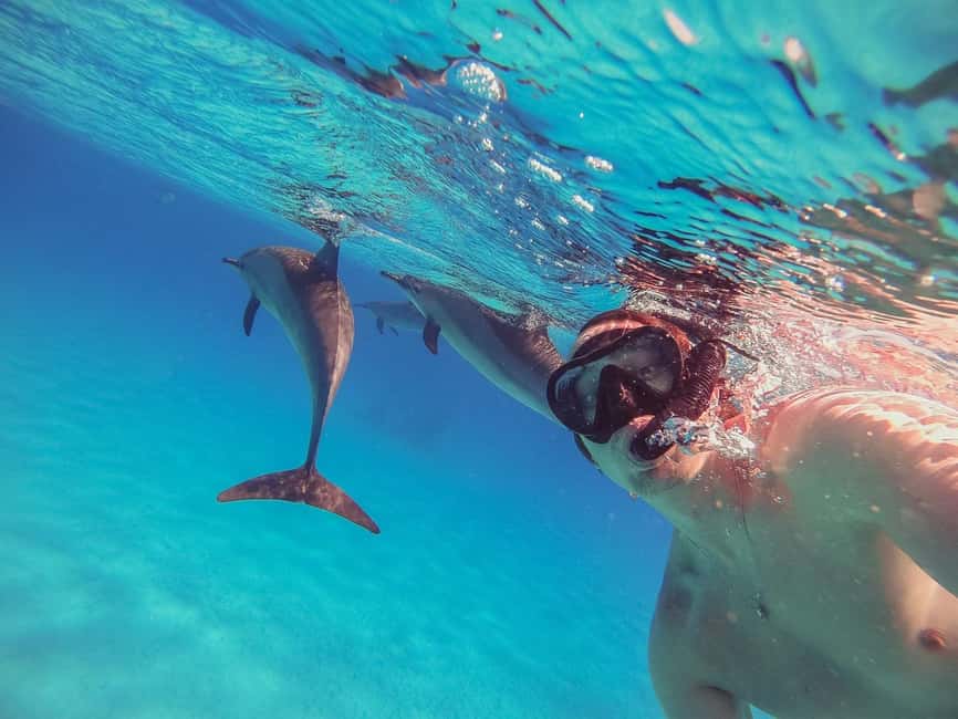 Hurghada: Dolphin Watching Boat Tour with Snorkeling & Lunch - Searching the Red Sea for wild dolphins