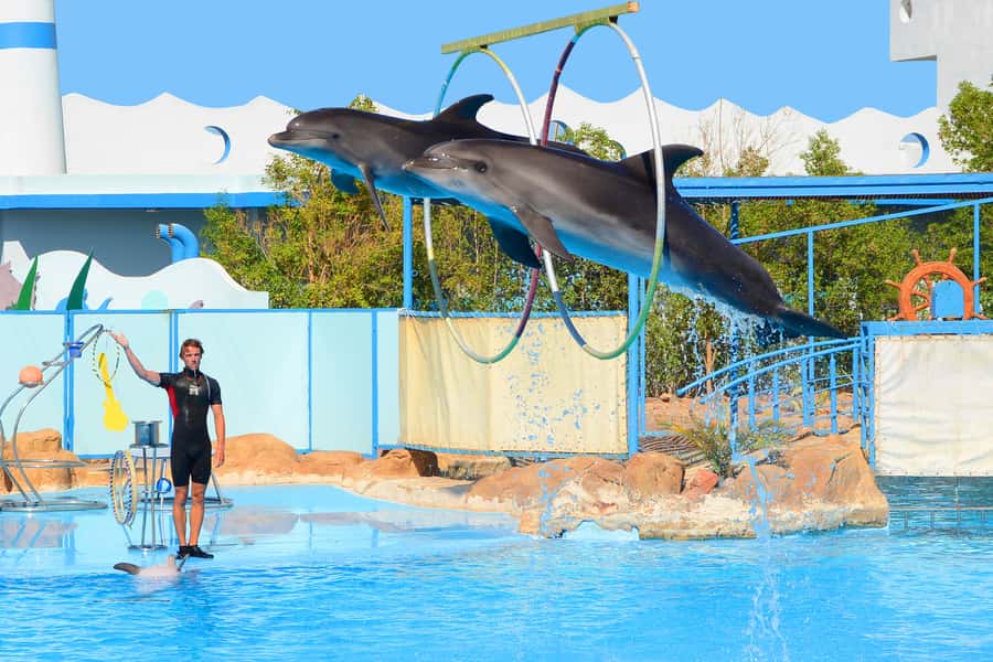 Hurghada: Dolphin World Show with Walruses and Pickup - The animals and the training style
