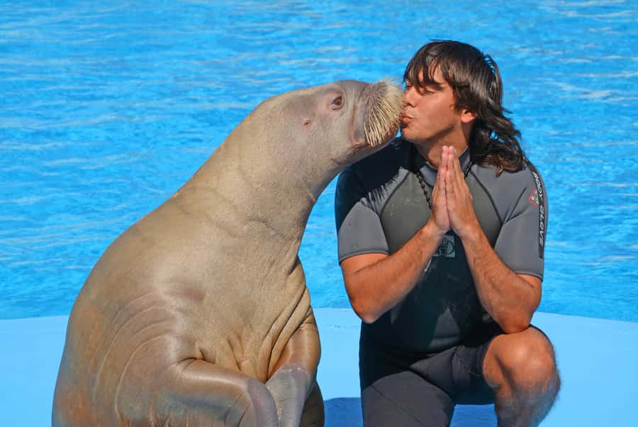 Hurghada: Dolphin World Show with Walruses and Pickup - Dolphin swimming and photo packages