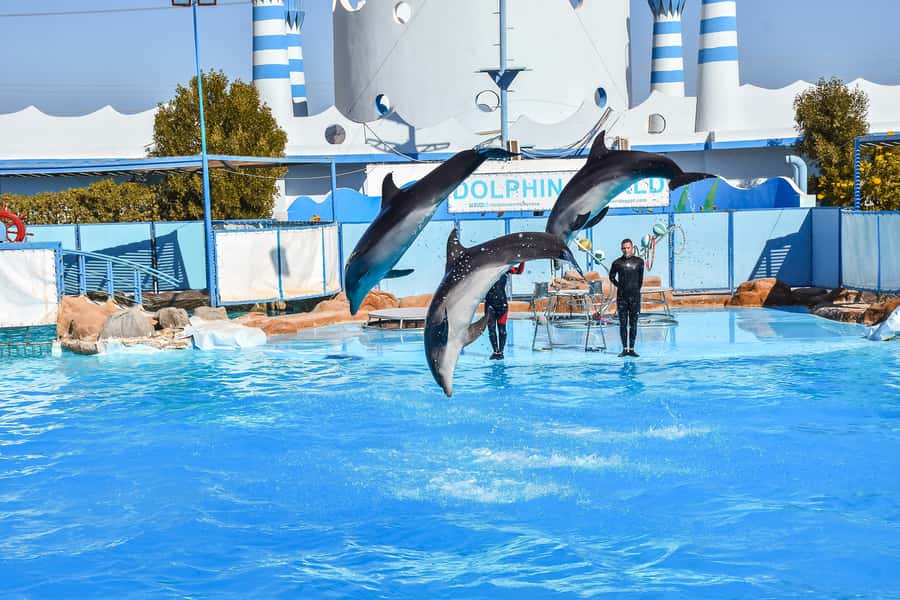 Hurghada: Dolphin World Show with Walruses and Pickup - Is $23 good value?