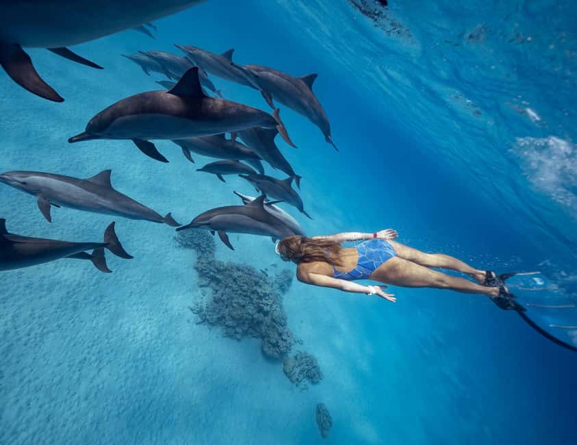 Hurghada or Makadi: Discover the Magic of Dolphin House - A day on the boat, not just a dolphin chase