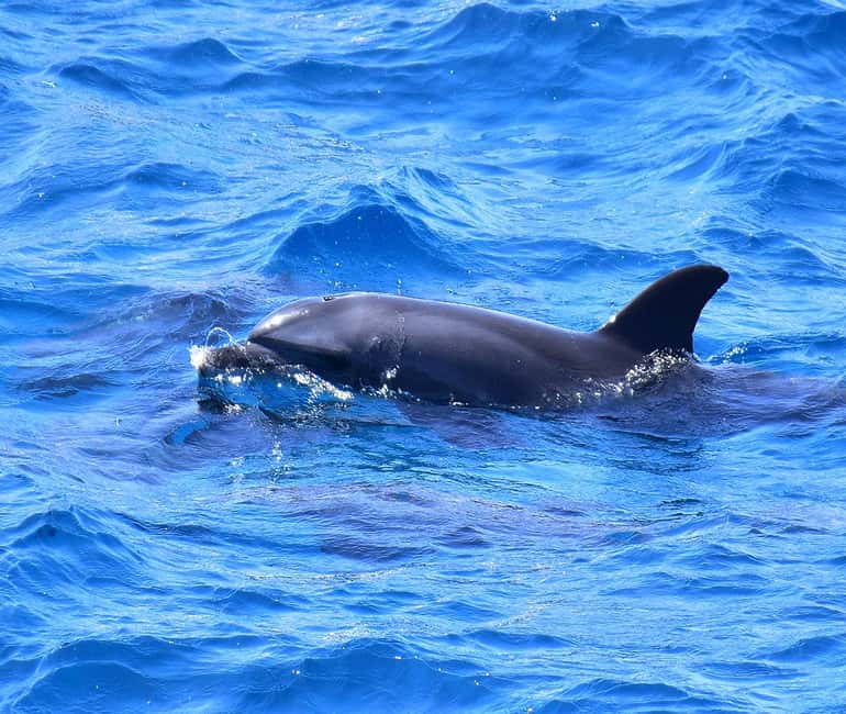 Hurghada or Makadi: Discover the Magic of Dolphin House - What the safety rules mean for your day