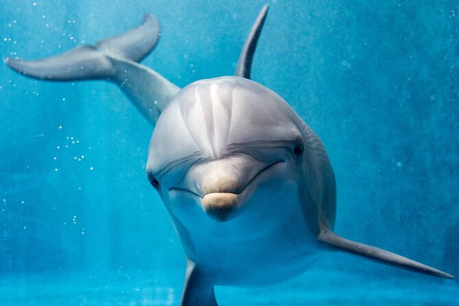 Hurghada: Private 4 Hours Speedboat Dolphin House Snorkling Tour - Paradise Island and Orange Bay as alternatives