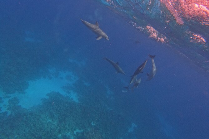 Hurghada Speedboat Dolphin Watching and Snorkeling - Weather, comfort, and the practical weak spots