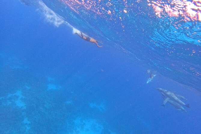 Hurghada Speedboat Dolphin Watching and Snorkeling - Who will enjoy this four-hour outing
